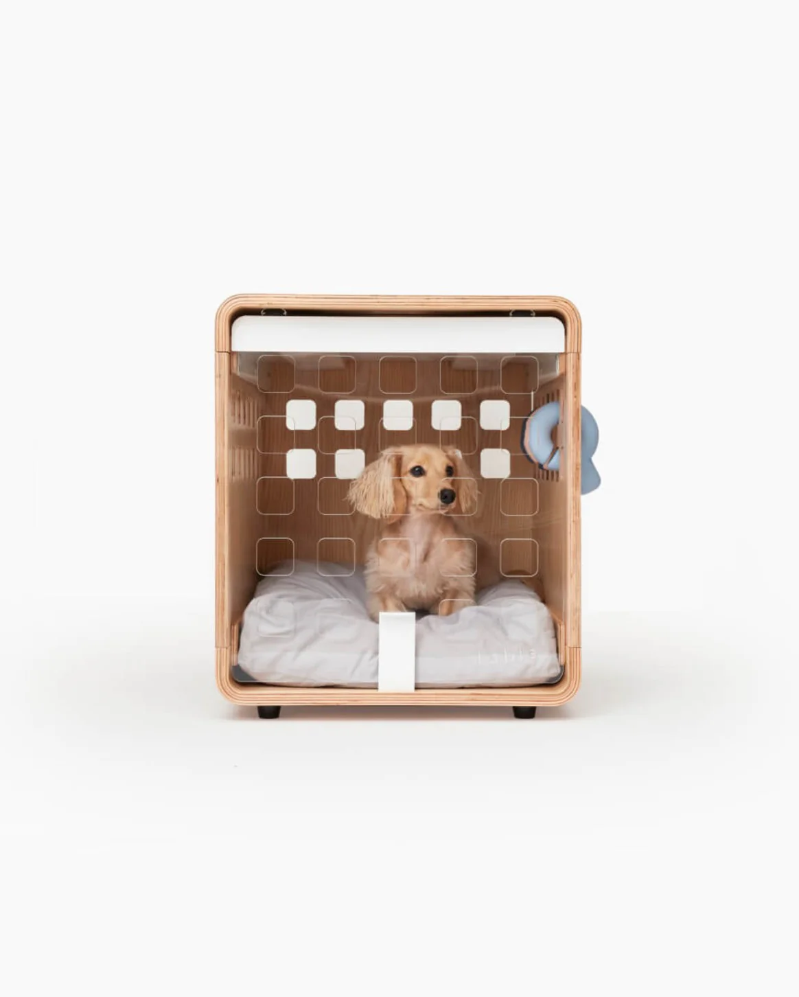 Elevated Gear for Modern Dogs